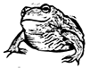克劳迪娅·麦吉的木刻青蛙